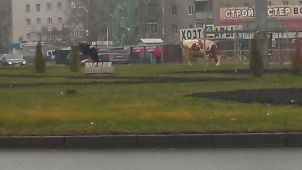 Жителей Брянска удивили пасущиеся на кольце телецентра коровы