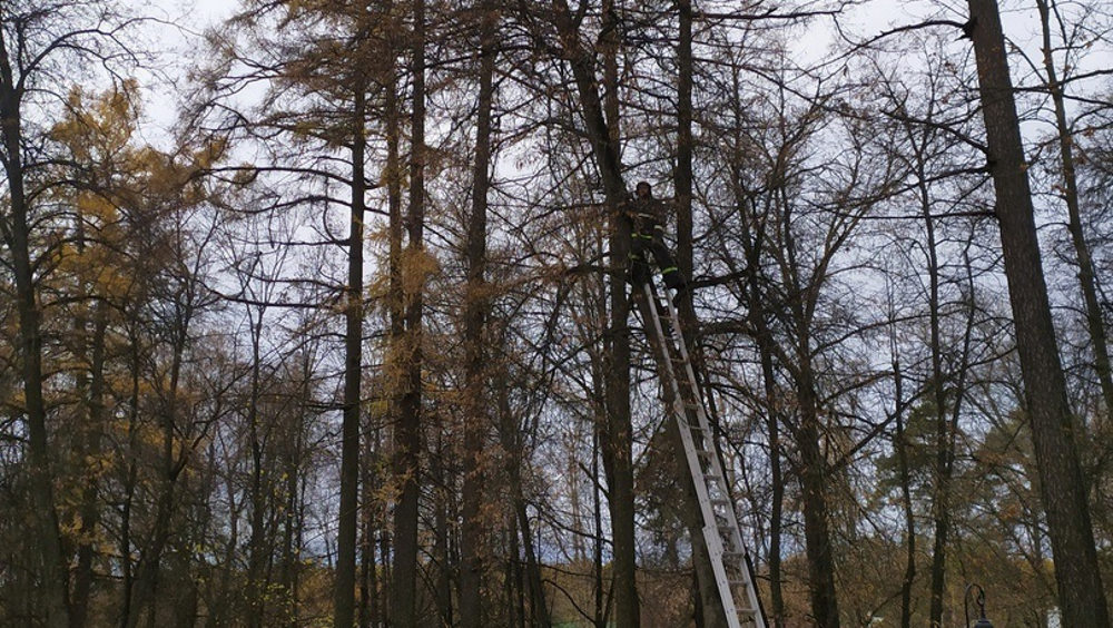 Локотские пожарные спасли застрявшую на высоком дереве кошку