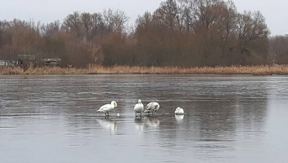 На озере в Стародубе остались зимовать 5 лебедей