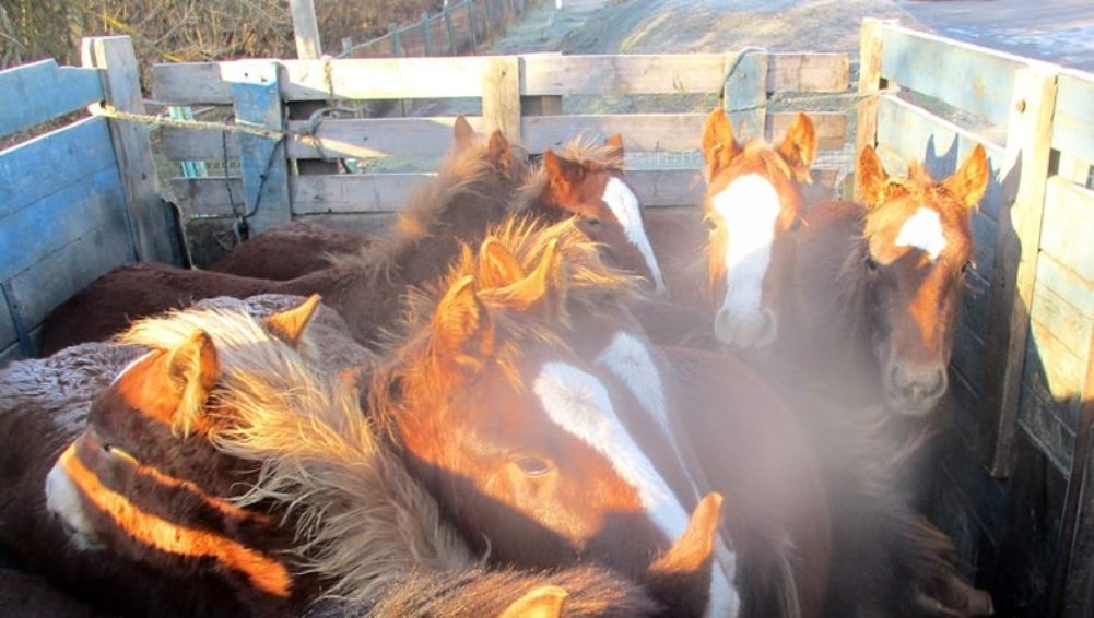 В Сураже пограничники задержали грузовик с 11 лошадьми из Белоруссии