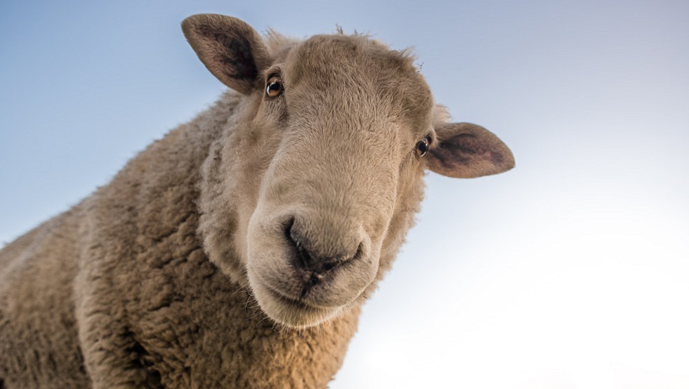 Житель Клетни за кражу овцы отработает 360 часов на пользу общества