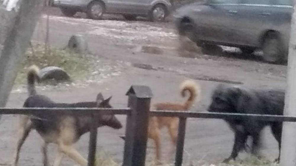Жительницу Брянска между магазинами «Дикси» и «Магнит» покусали собаки