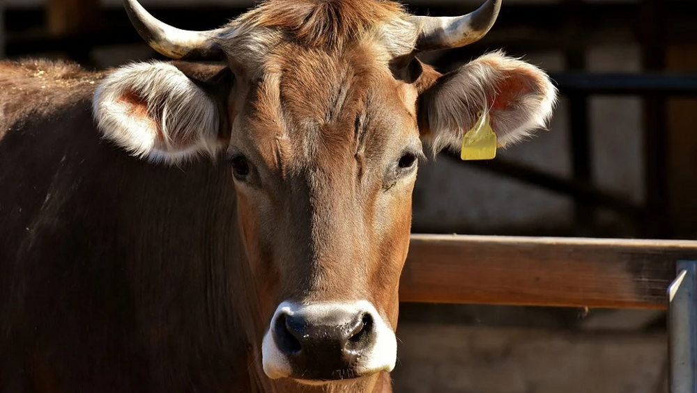 В Сураже Брянской области суд заставил фермера изолировать заражённых лейкозом коров