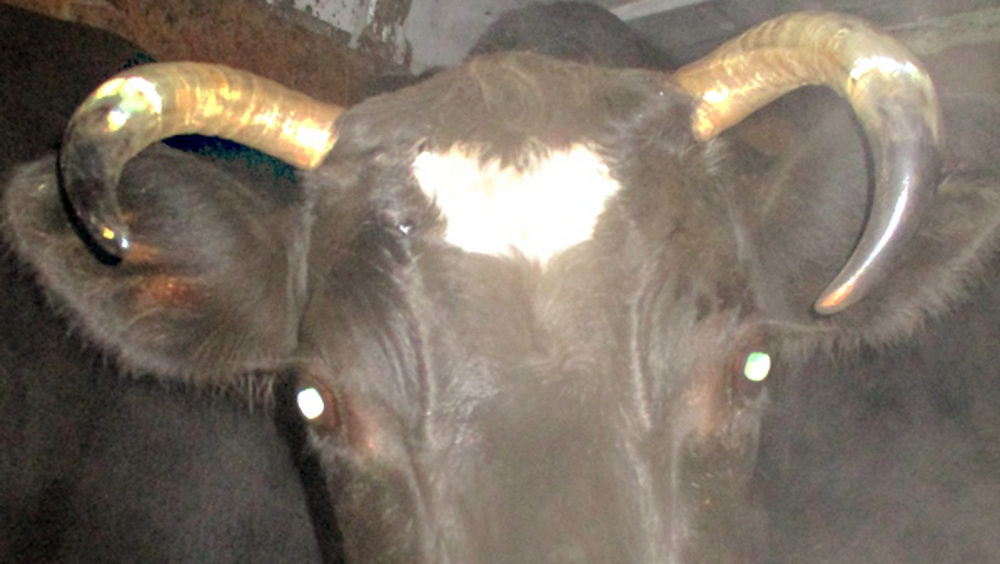 В Брянской области за больных лейкозом коров оштрафовали три фермы