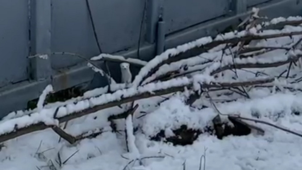 В Брянске возле Мутного озера сняли видео о белой ласке