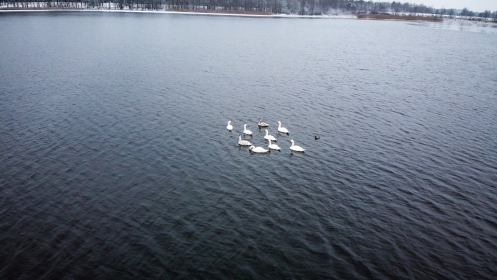 Жители Клинцов обеспокоились судьбой оставшихся на зимовку лебедей