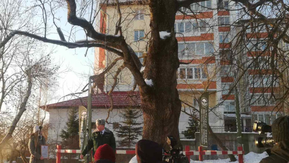 В Брянске возле 300-летнего ясеня-великана появилась памятная табличка