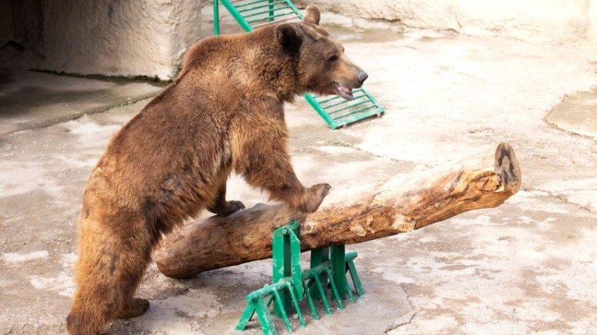 Женщина в зоопарке сбросила дочь в вольер на съедение медведю