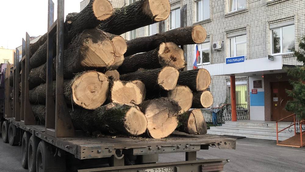 В Брянске 300 тысяч рублей штрафа пилорама выплатит за немаркированный дуб