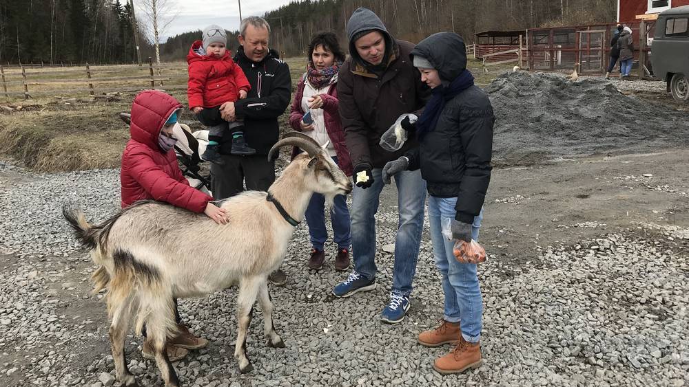 В Брянской области увеличат производство козьего и овечьего молока