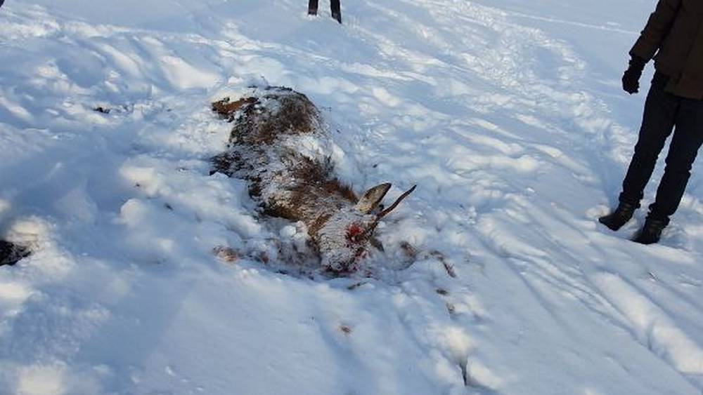 В Навлинском районе браконьеры убили молодого оленя