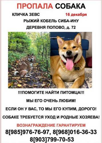 Брянцам пообещали 250 тысяч рублей за сведения о пропавшей собаке