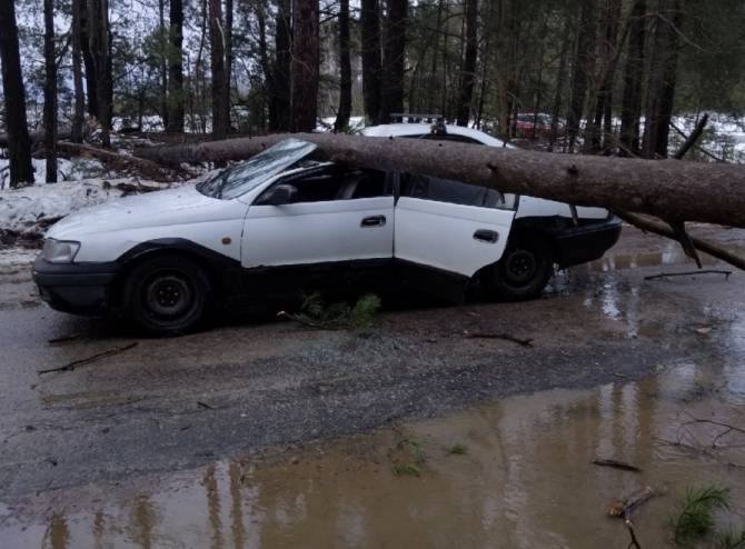 В Новозыбкове Брянской области дерево рухнуло на легковой автомобиль