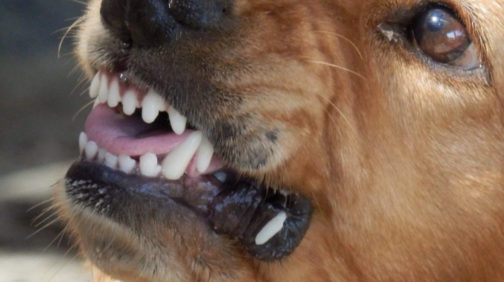 В брянской прокуратуре сообщили, что делать в случае нападения чужой собаки