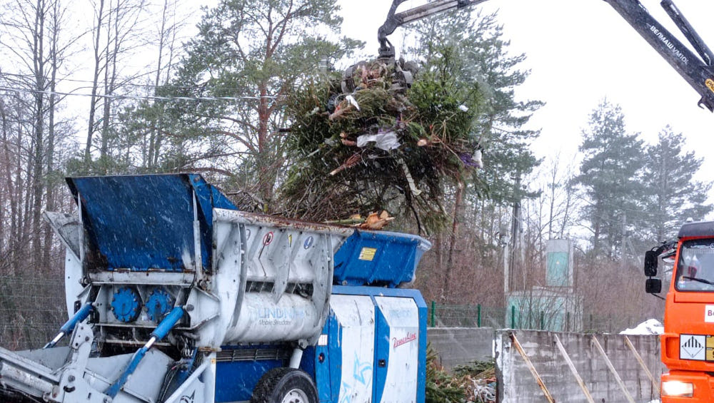 В Брянской области 5 тысяч новогодних елок и сосен переработали в щепу