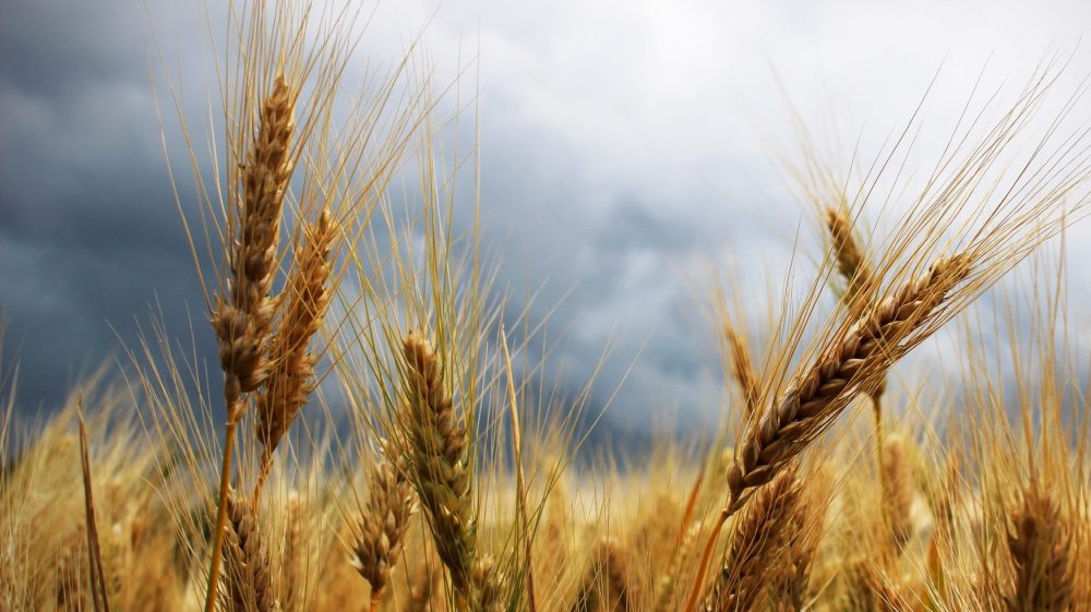 Брянский фермер взыскал за плохой урожай с производителя семян 101 миллион рублей