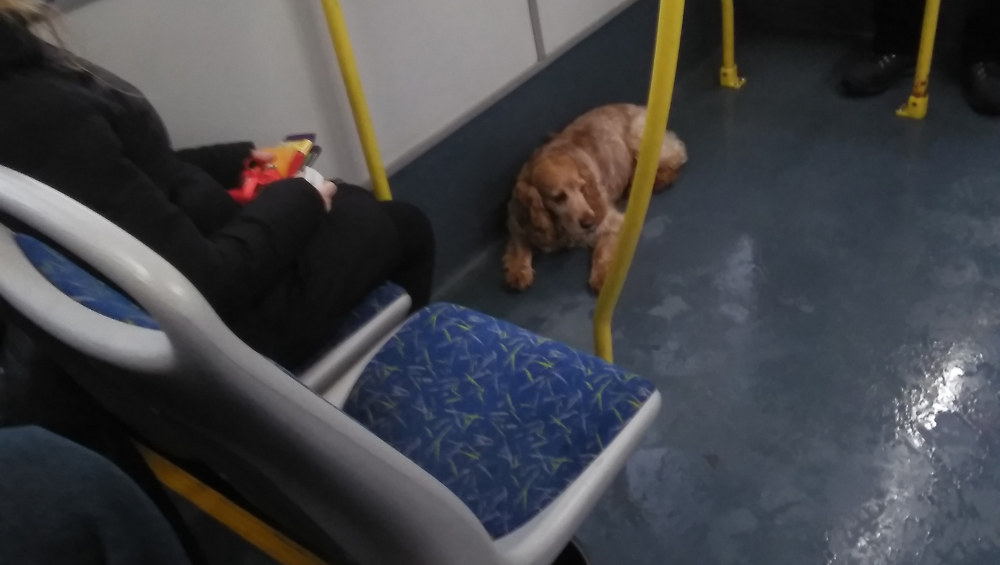 Житель Брянска поблагодарил автобусников за доброе отношение к его собаке