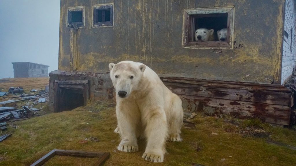 Британцев поразила красота белых медведей на российском острове Колючин