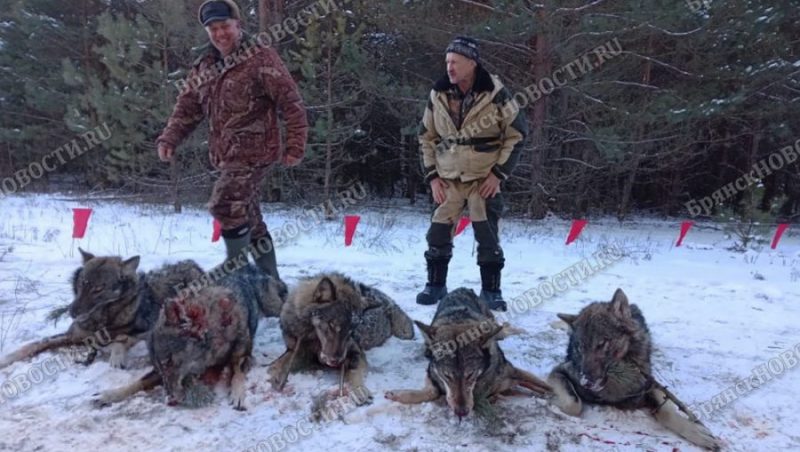 В Новозыбковском округе Брянской области охотники застрелили стаю волков