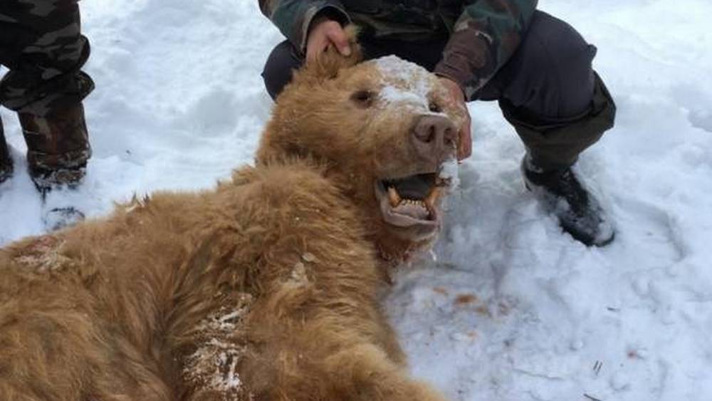 Гибель медведя-шатуна возле брянского заповедника стало загадкой