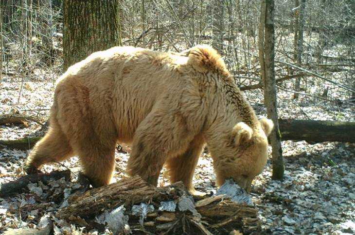 В Суземском районе застрелили старого медведя с шерстью соломенного цвета