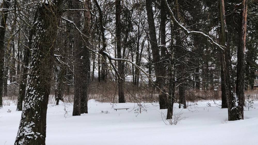 В Дятьковском районе Брянской области в лесу обнаружили тело неизвестного мужчины