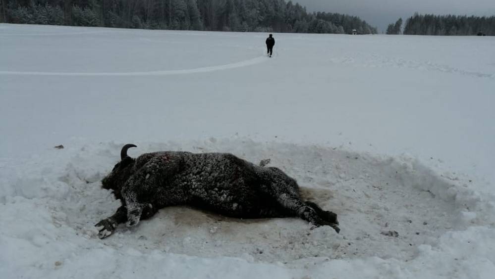 В Брасовском районе брянских зубров расстреляли браконьеры на снегоходах