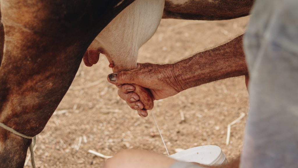 Занятым на вредных производствах брянцам будут выдавать молоко по новым правилам
