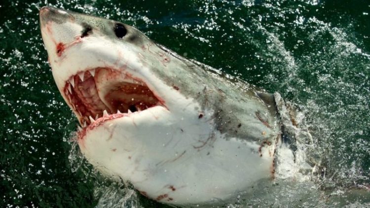 Пловца в Австралии убила большая белая акула