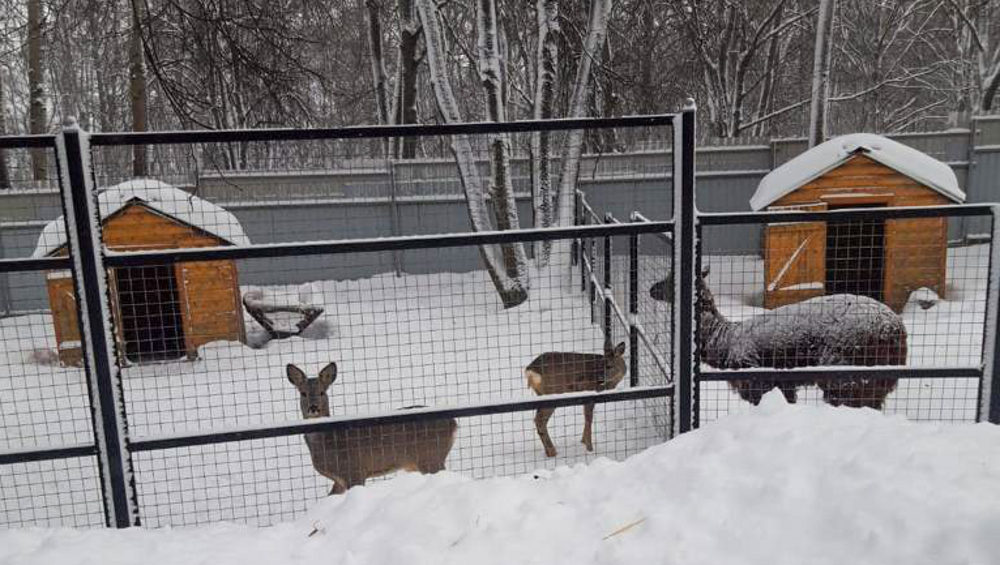 В брянском зоопарке из-за коронавируса временно закрыли павильон под крышей