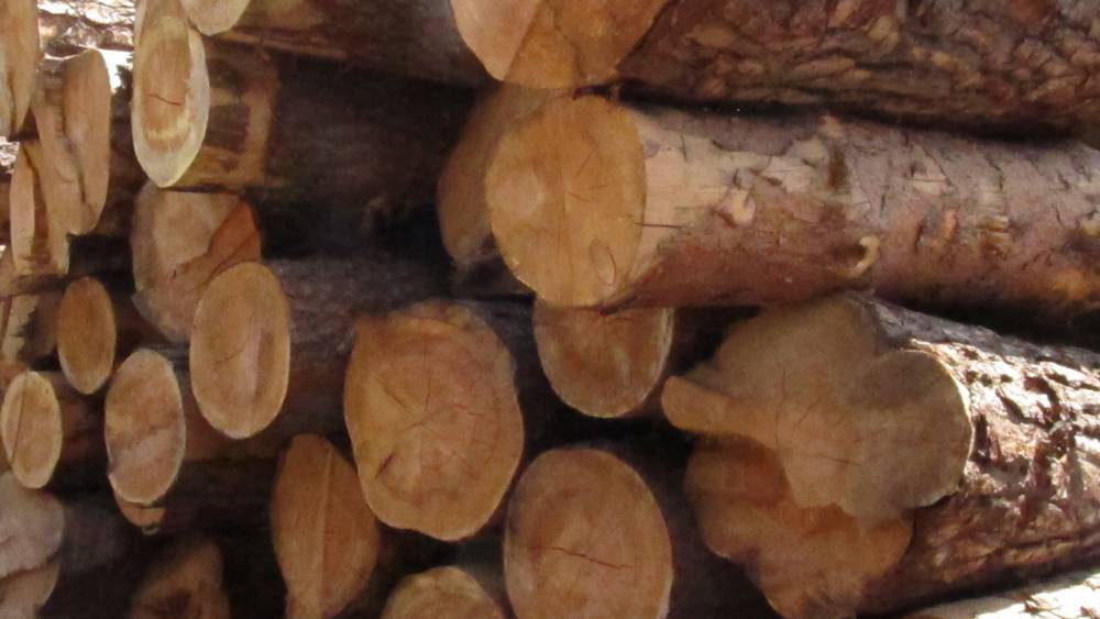 В Брянской области дрова оказались самыми дешёвыми в России