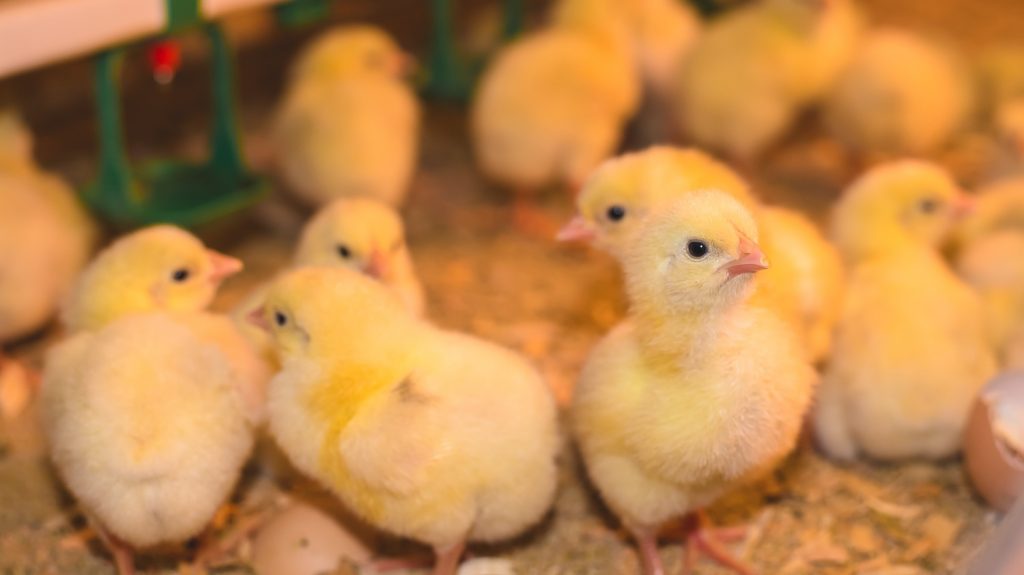 В Комаричах суд закрыл птицефабрику на два месяца за нарушения ветеринарных правил