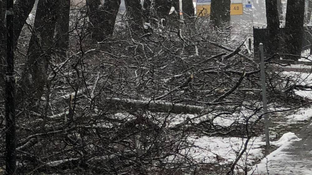 В Брянске ураганный ветер поломал деревья и сорвал дорожный знак