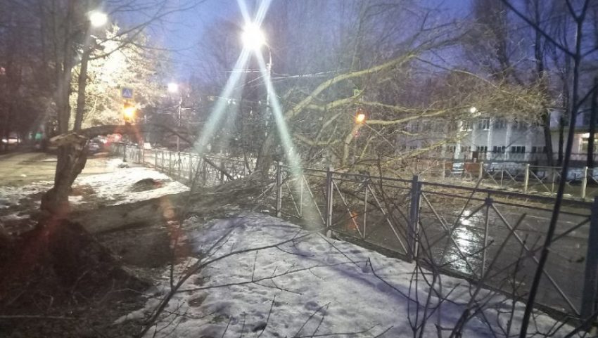 В Брянске на улице Горбатова напротив школы на дорогу упало дерево