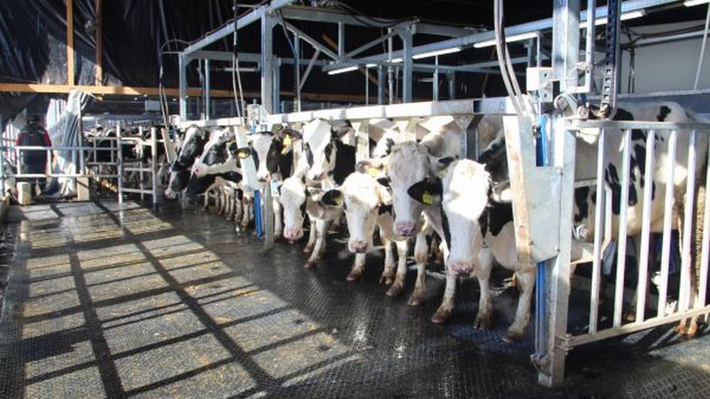 Новая ферма в Брасовском районе стала давать 45 тонн молока в сутки