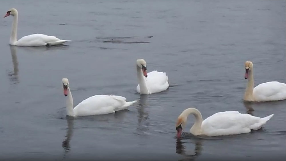 Житель Климовского района показал видео стаи прекрасных лебедей