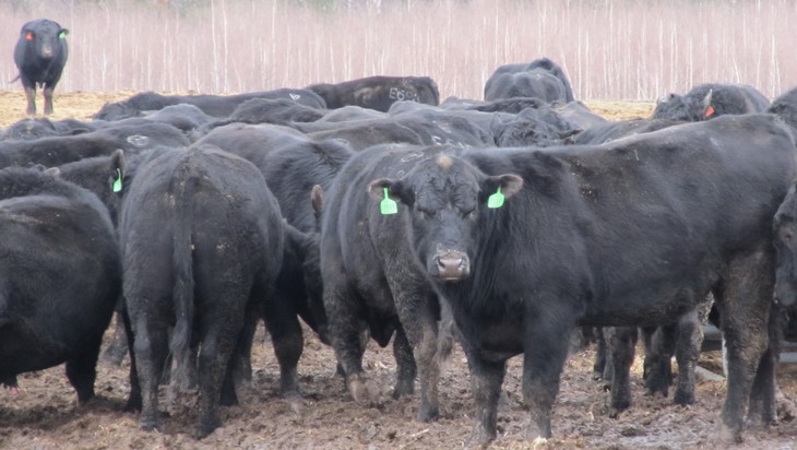 Брянская область вышла на второе место в России по численности крупного скота