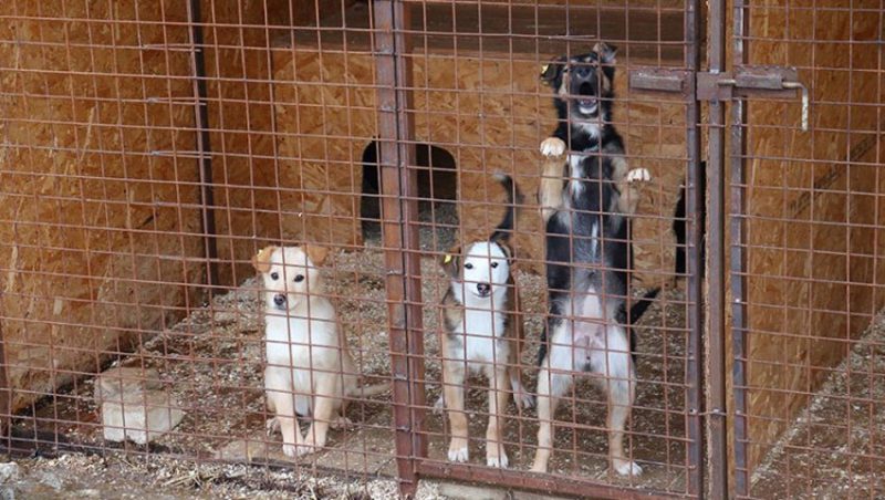 В Брянске временный приют за год принял 450 бездомных собак