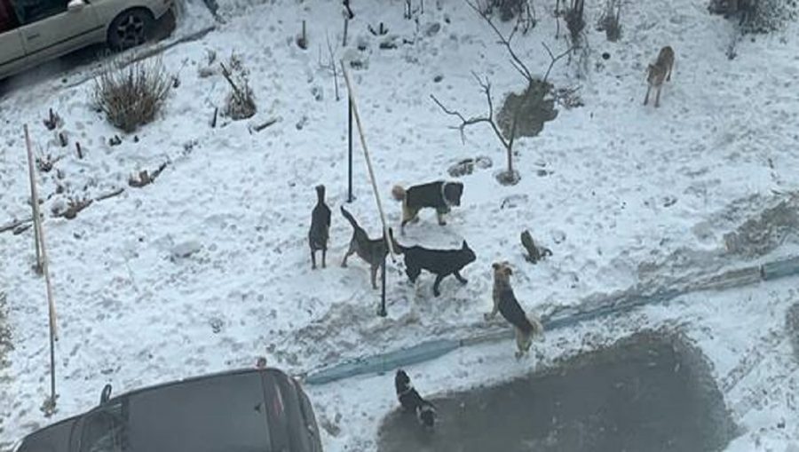 В Брянске свора собак захватила детскую площадку на улице Почтовой
