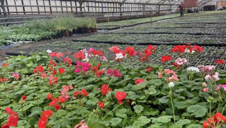 Для брянских клумб в «Зеленом хозяйстве» за зиму вырастили цветы