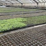 Для брянских клумб цветы вырастили в «Зеленом хозяйстве»
