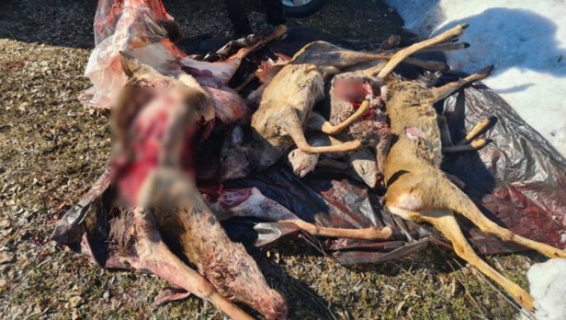 Брянские полицейские задержали застреливших оленя и пять косуль браконьеров