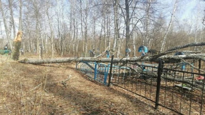 В Мглинском районе сильный ветер повалил деревья на кладбище