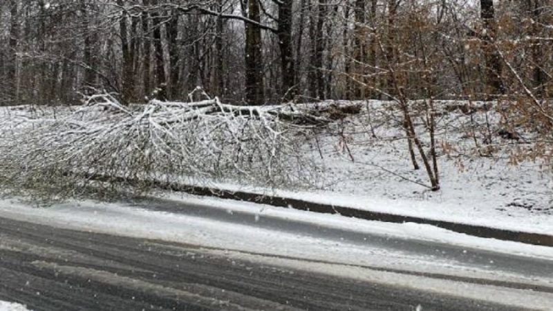В Брянске во время обрушившегося снегопада рухнули дерево и дорожный знак
