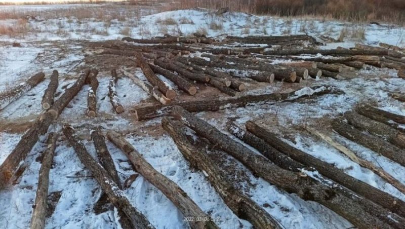 В Комаричском районе 31-летний брянец незаконно вырубил 98 деревьев