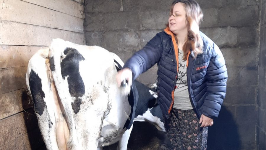 Кормилицей еще одной брянской семьи стала купленная по соцконтракту корова
