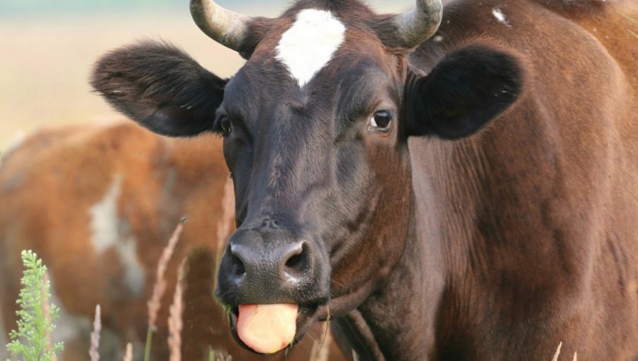 В Суземке осудили фермера за аферу с «фантомными» коровами