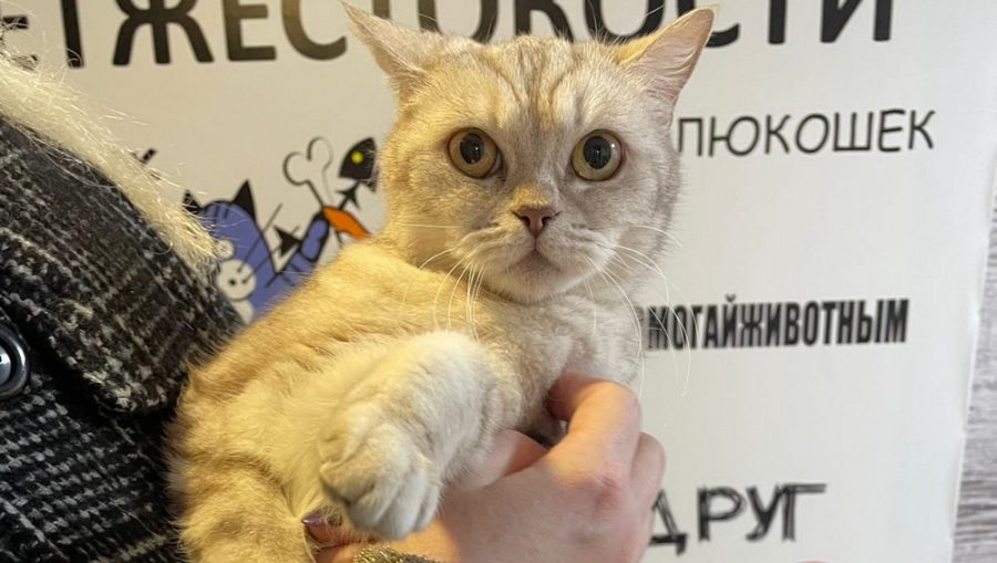 В Брянске 16 бездомных кошек нашли своих новых хозяев и обрели дом