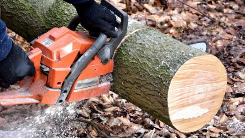 Прокуратура не нашла нарушений при вырубке 46 деревьев на улице Калинина в Климове