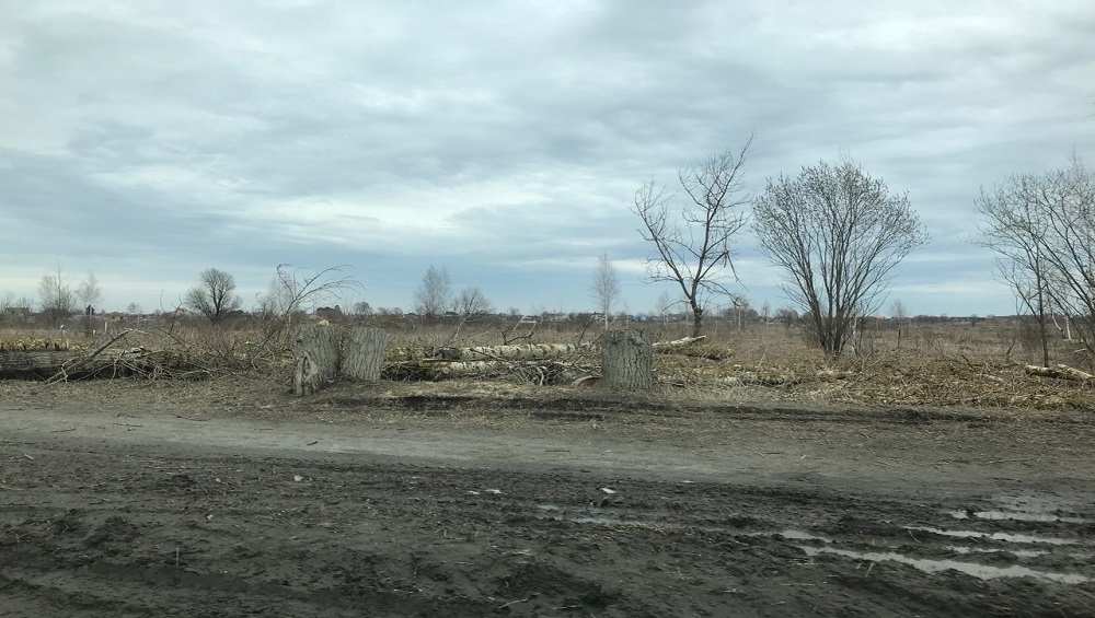 В Брянске на улице Объездной спилили деревья для расширения дороги до 6 полос
